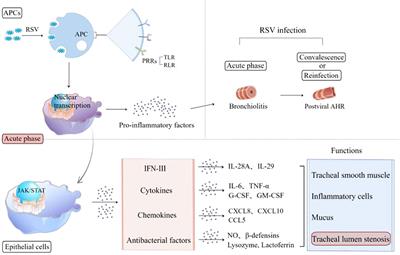 Alveolar macrophages and airway hyperresponsiveness associated with respiratory syncytial virus infection